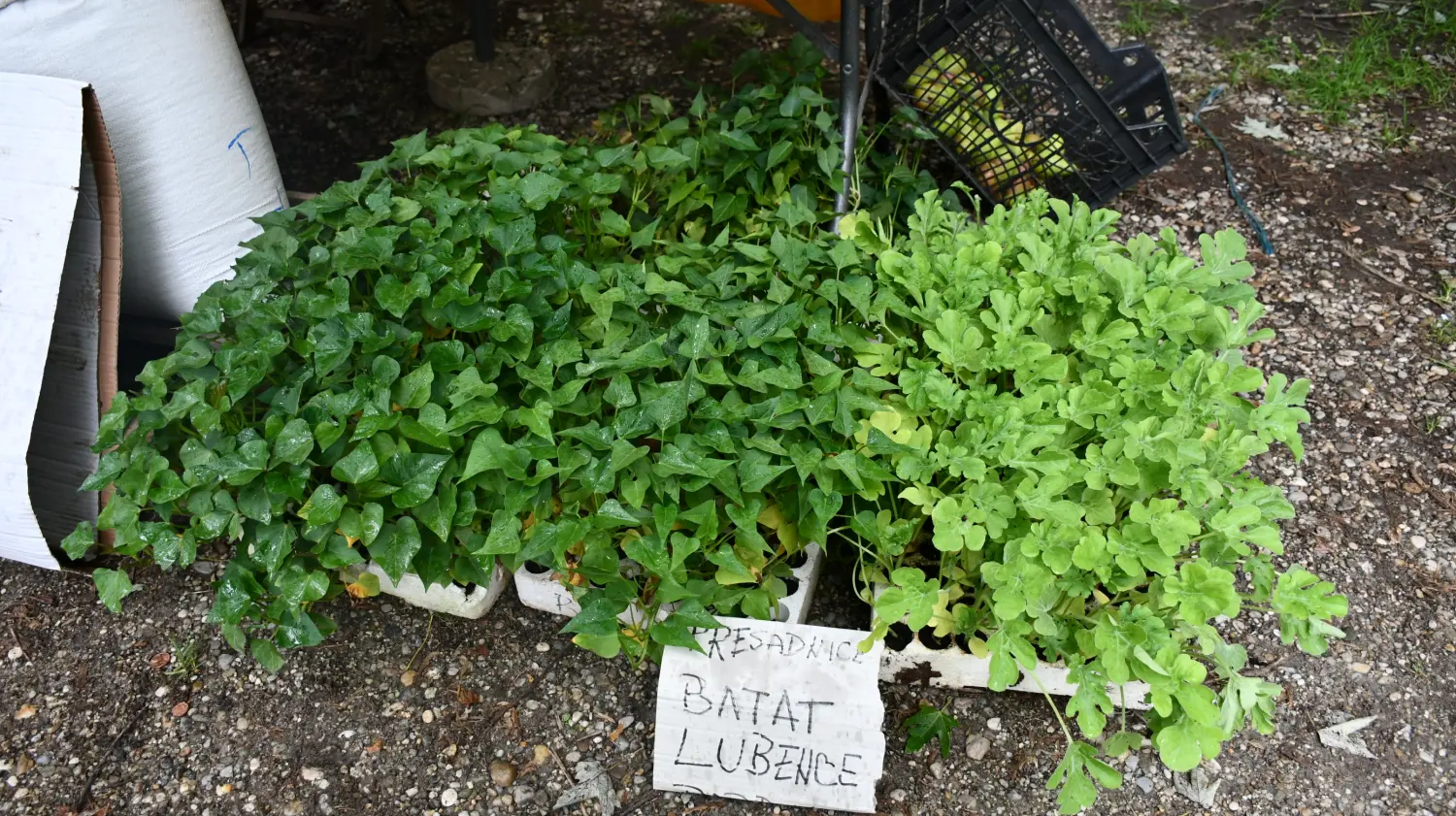 sajam 12.6.2024 (22) sajam 12.6.2024 (22)