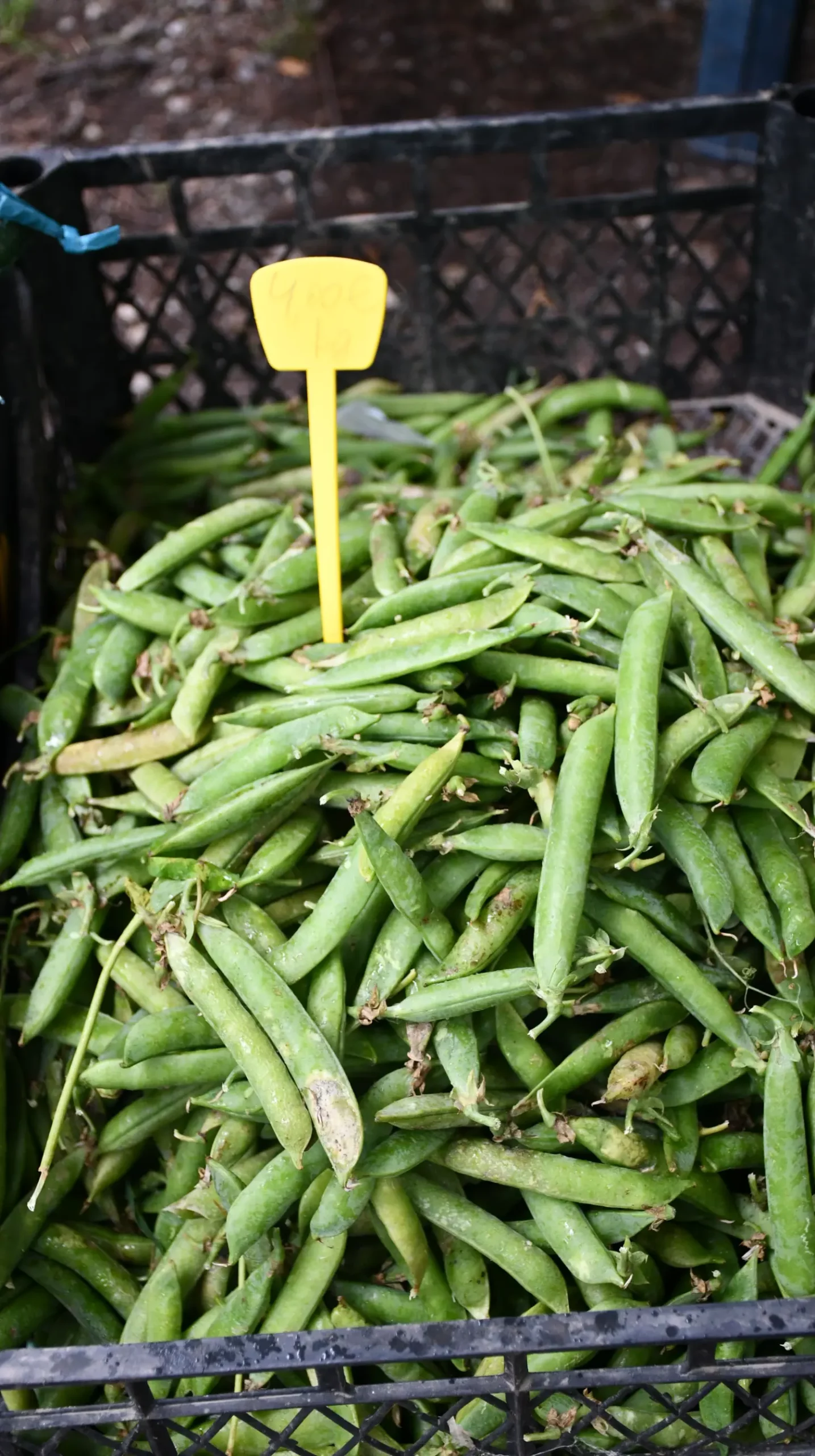 sajam 12.6.2024 (3) sajam 12.6.2024 (3)