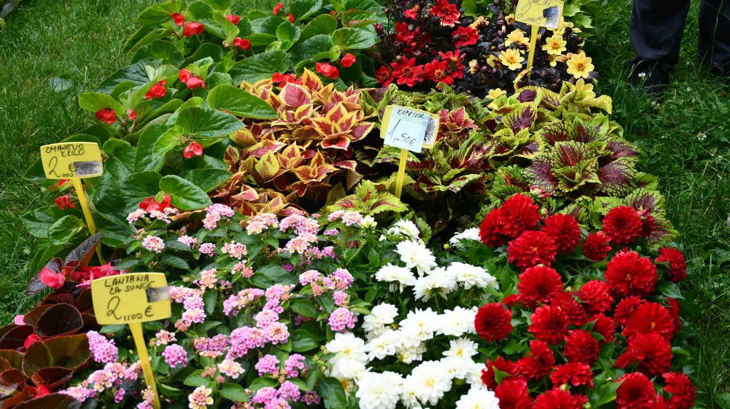 sajam 12.6.2024 (38) sajam 12.6.2024 (38)