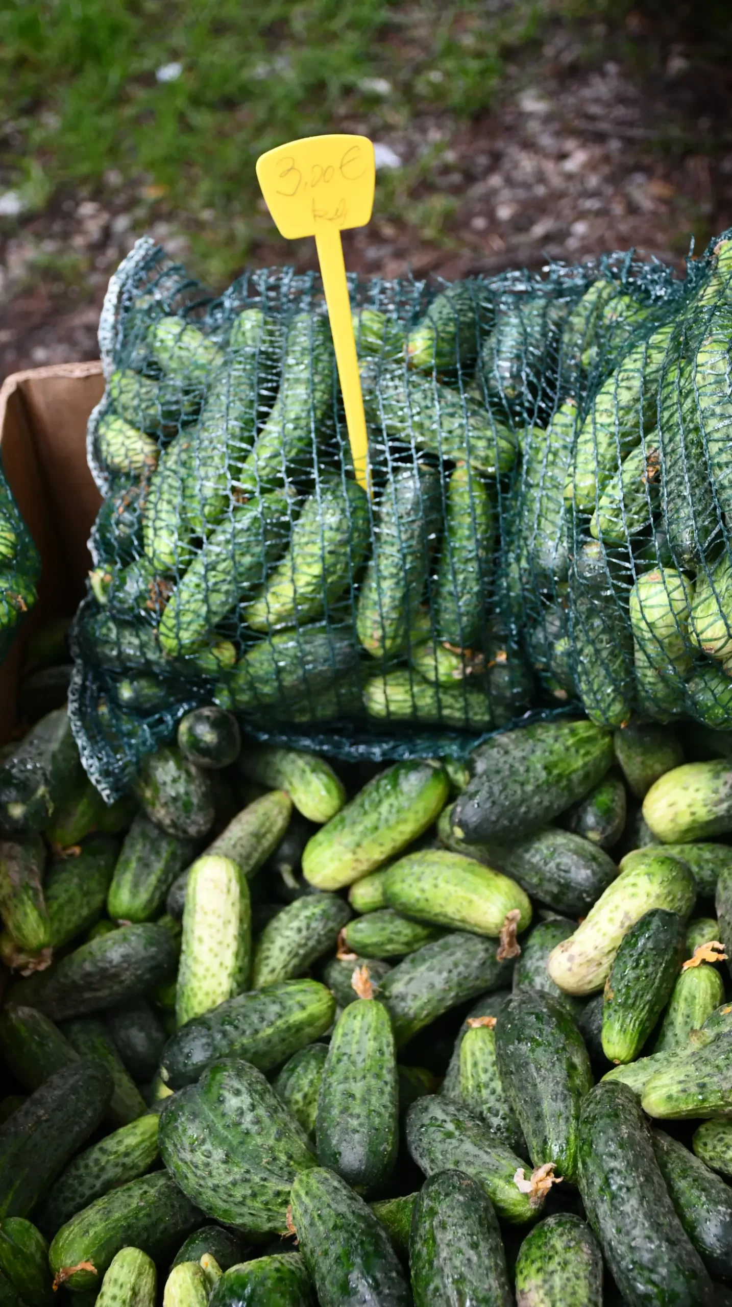 sajam 12.6.2024 (4) sajam 12.6.2024 (4)