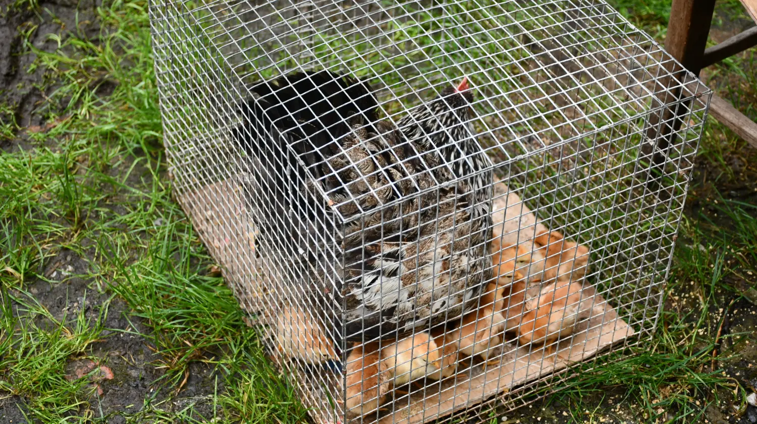 sajam 12.6.2024 (51) sajam 12.6.2024 (51)