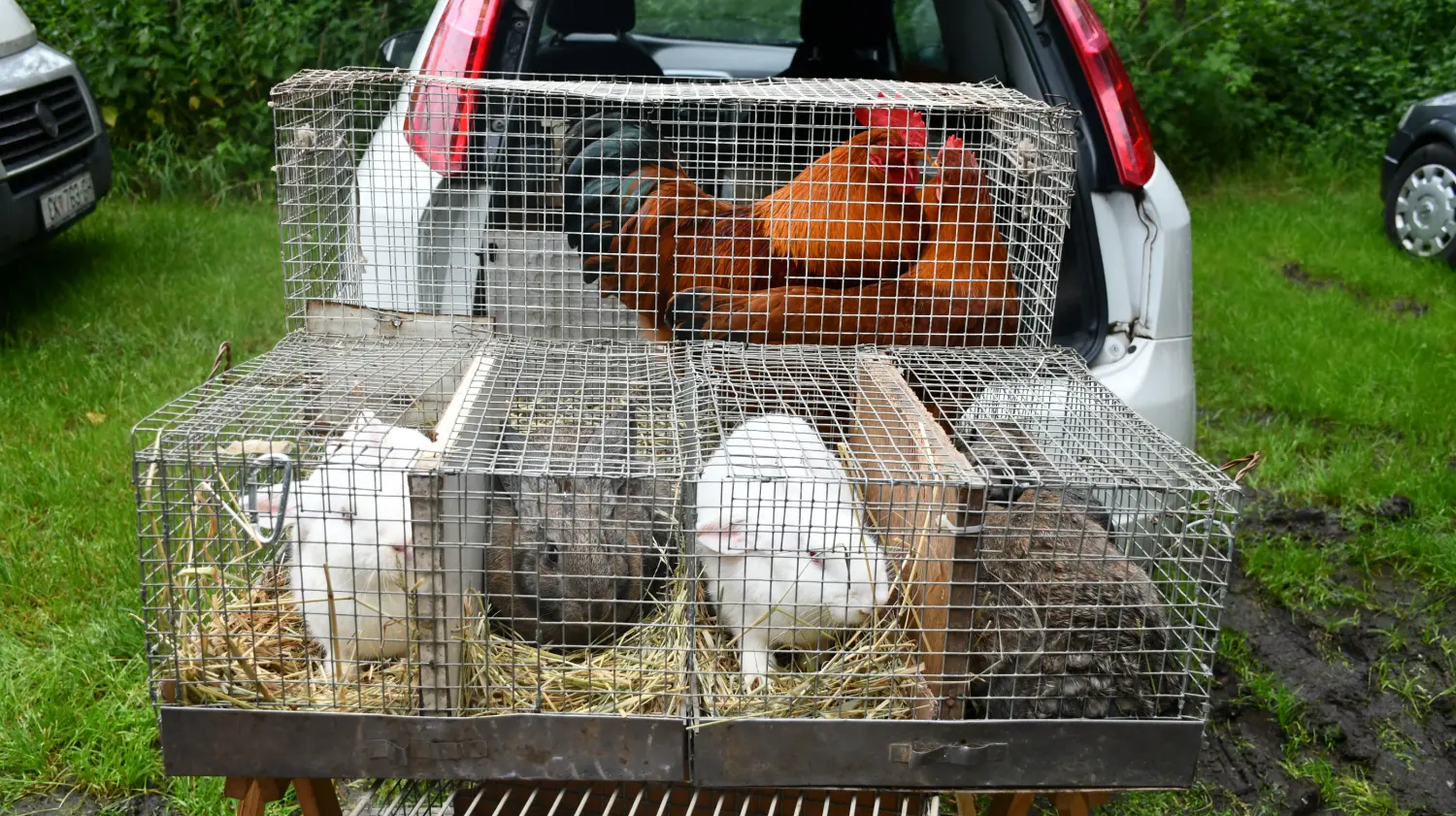 sajam 12.6.2024 (52) sajam 12.6.2024 (52)