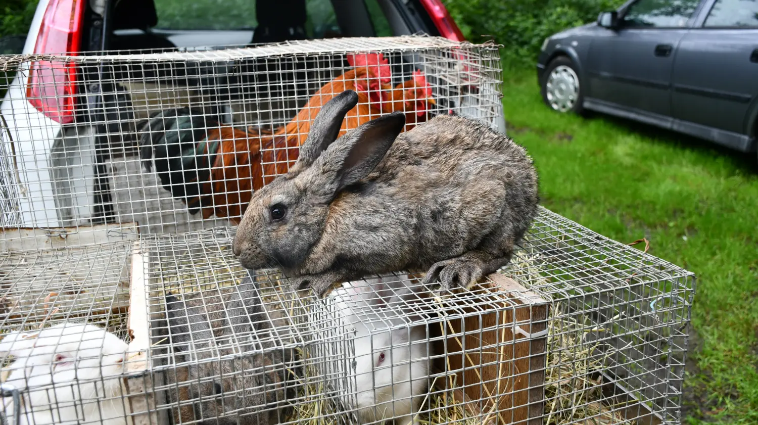 sajam 12.6.2024 (53) sajam 12.6.2024 (53)