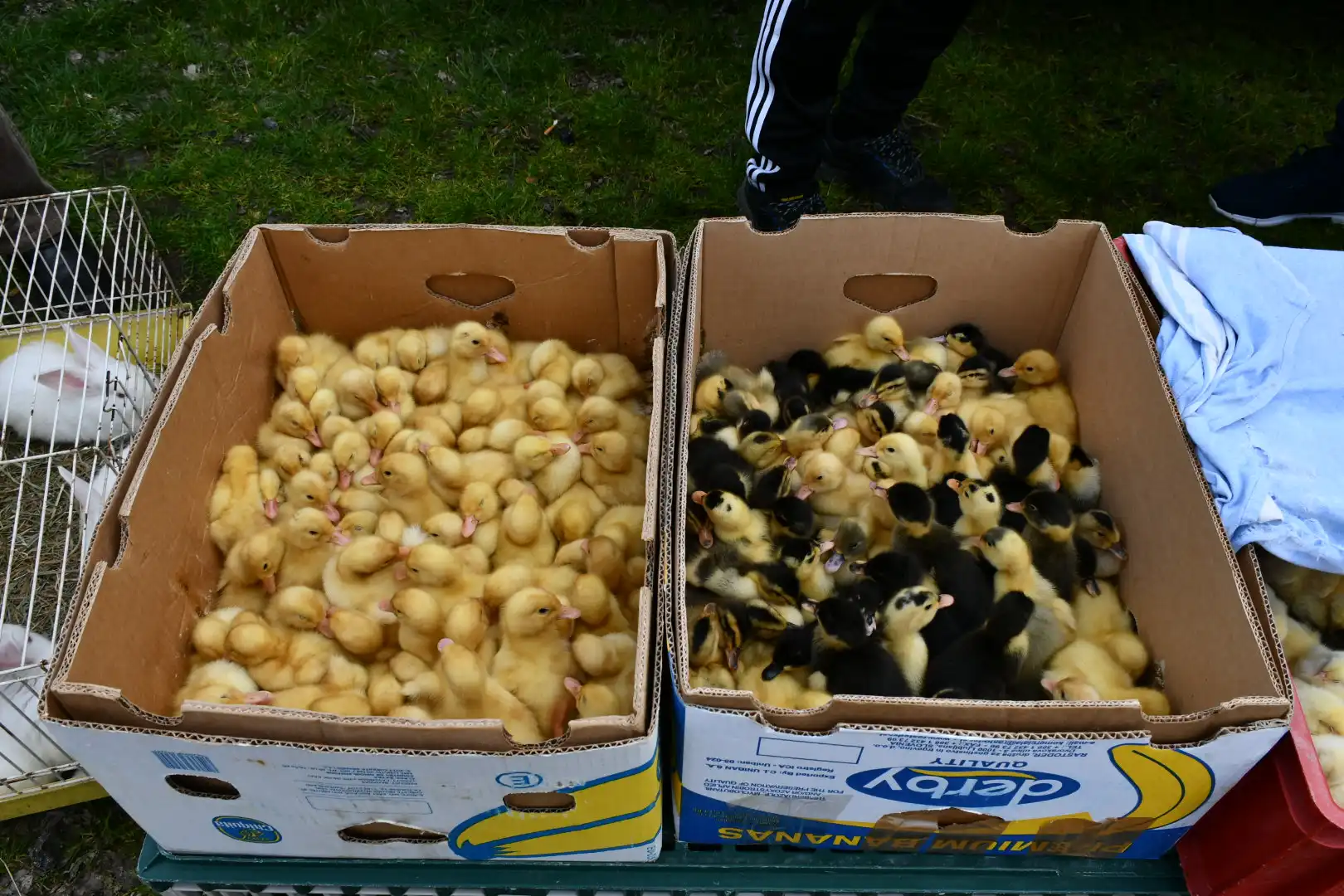 sajam 27.3.2024 (25) sajam 27.3.2024 (25)