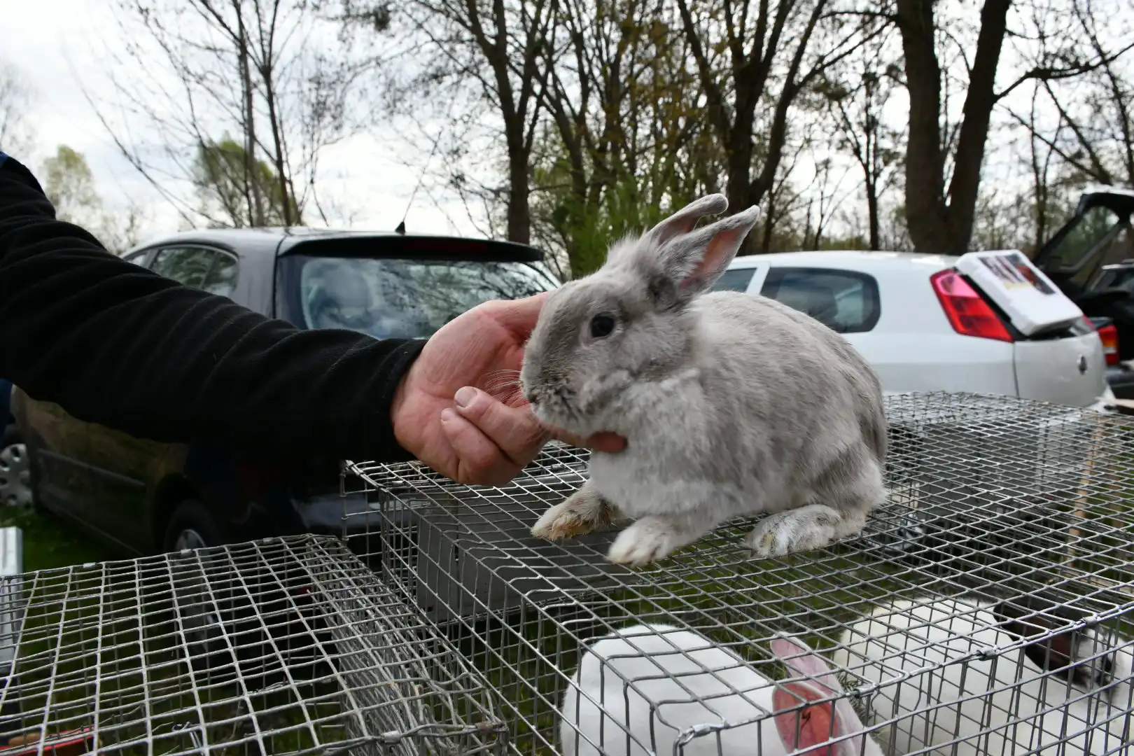 sajam 27.3.2024 (28) sajam 27.3.2024 (28)