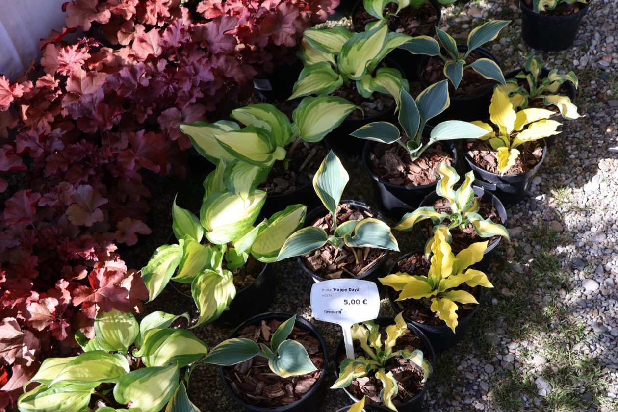 sajam cvijeća Prelog 2026 (18)