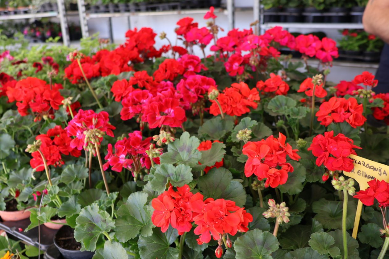 sajam cvijeća Prelog 2026 (48)