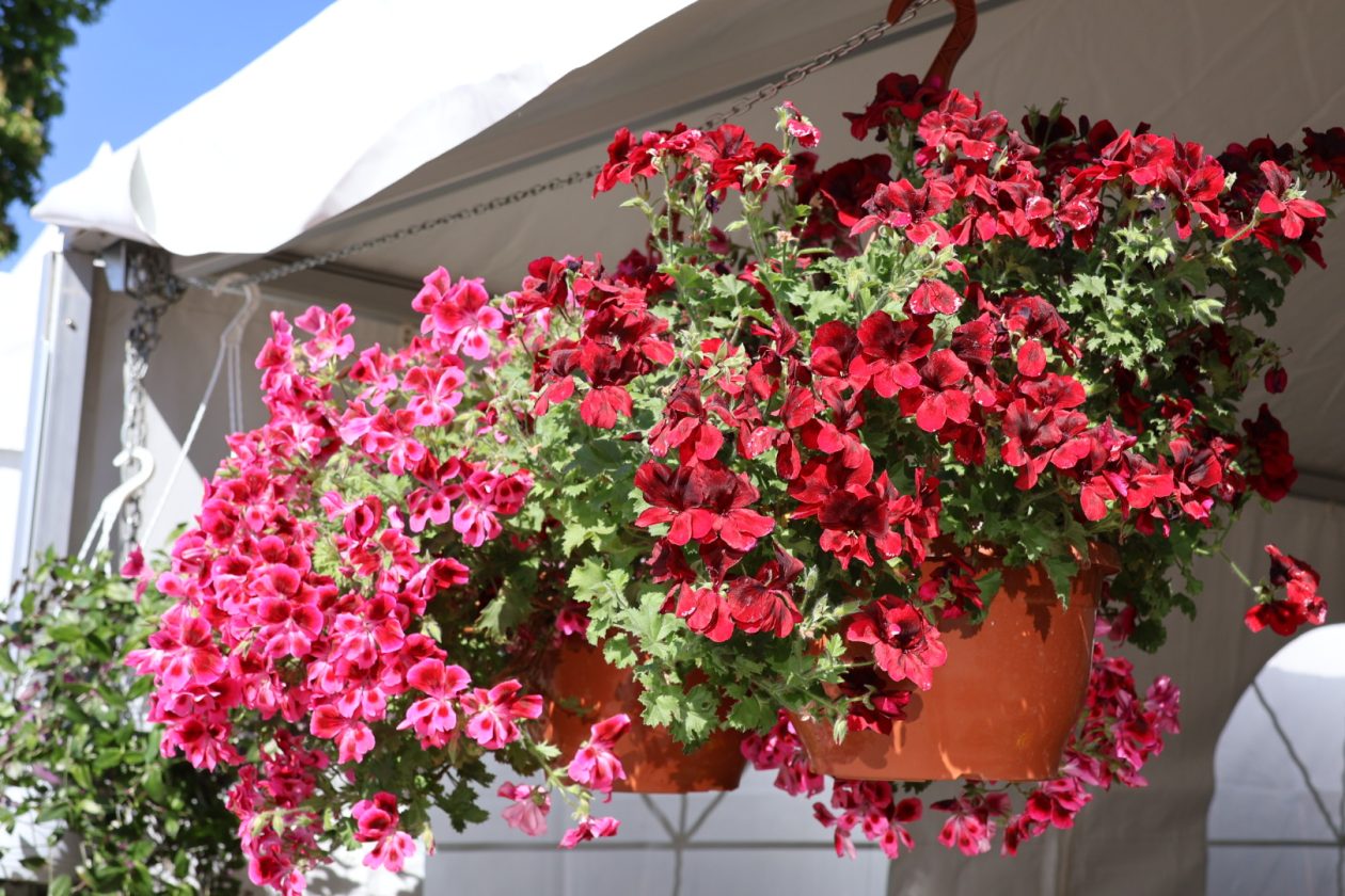 sajam cvijeća Prelog 2026 (49)