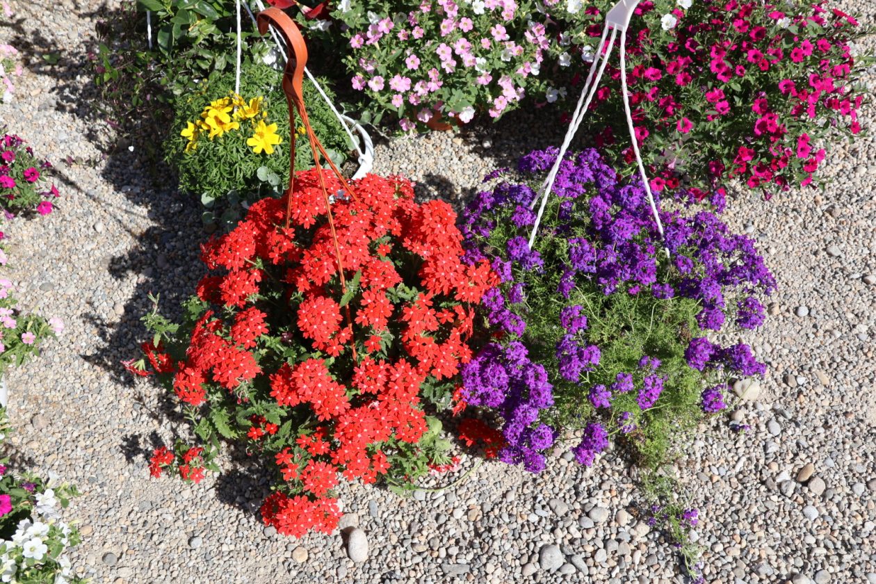 sajam cvijeća Prelog 2026 (50)