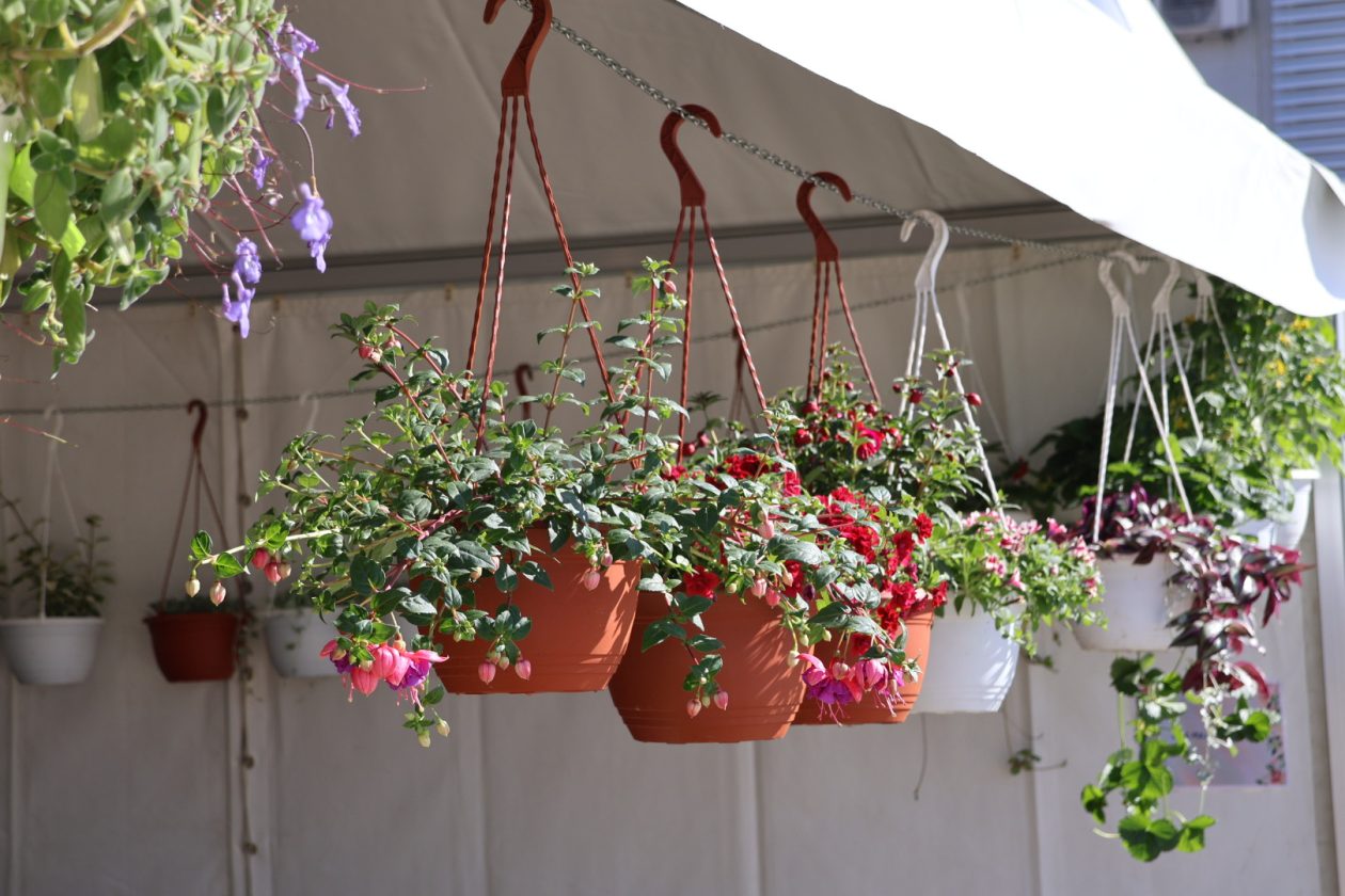 sajam cvijeća Prelog 2026 (51)