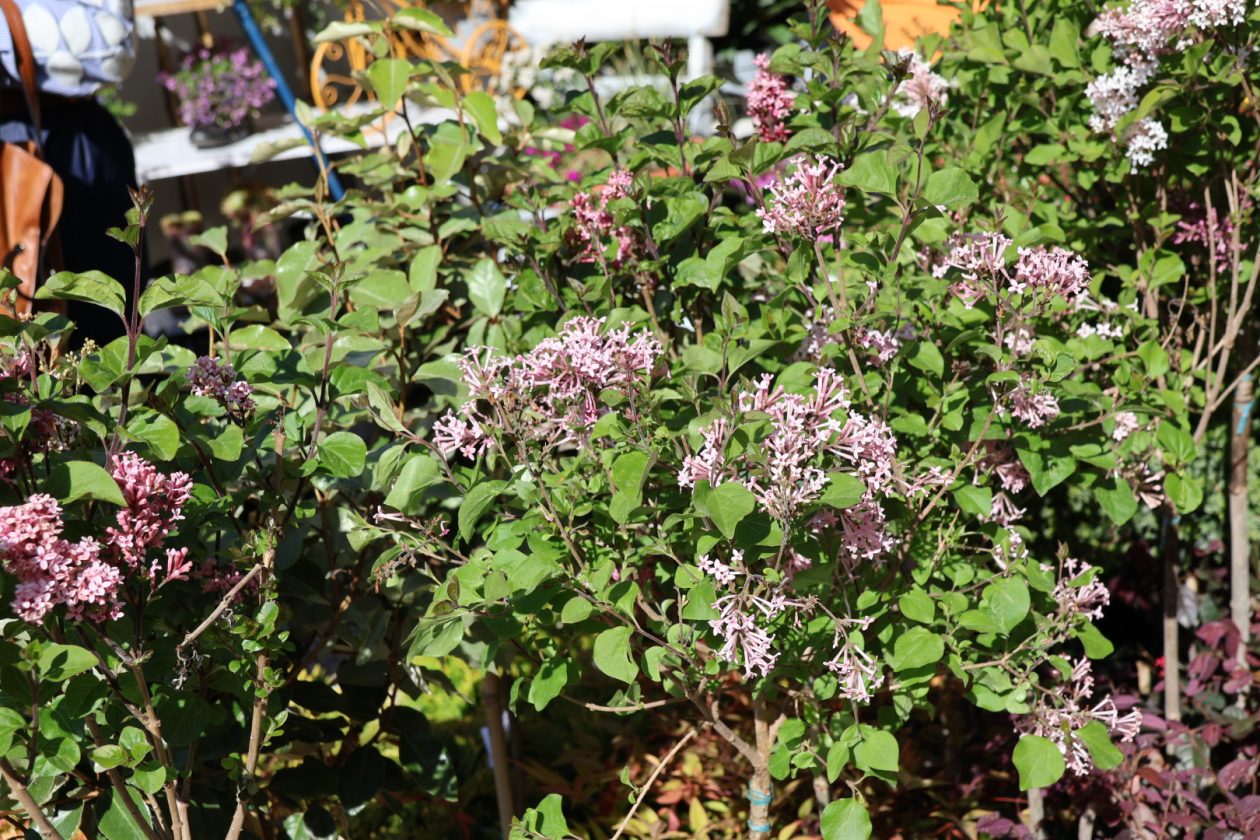 sajam cvijeća Prelog 2026 (56)