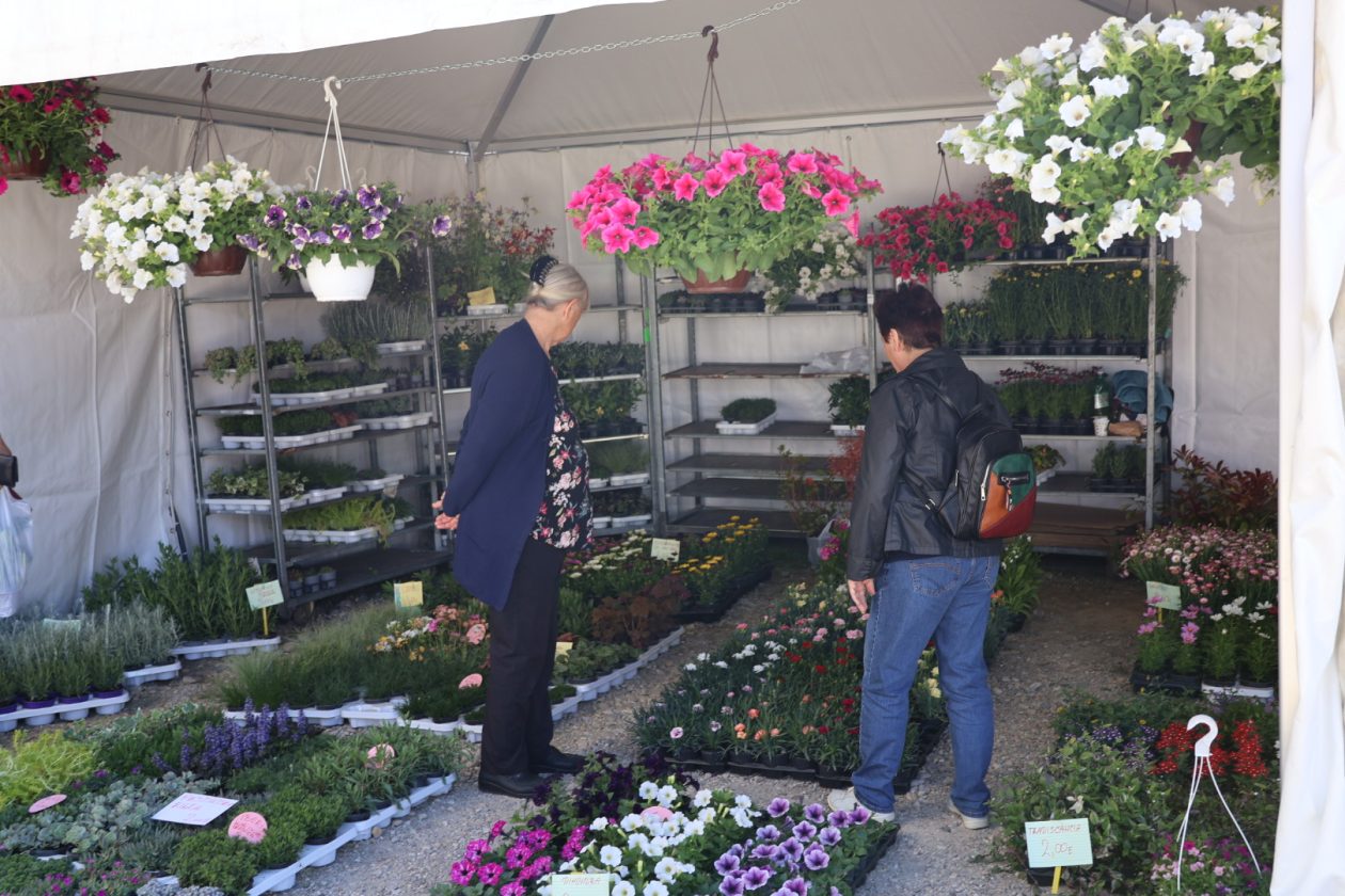 sajam cvijeća Prelog 2026 (57)