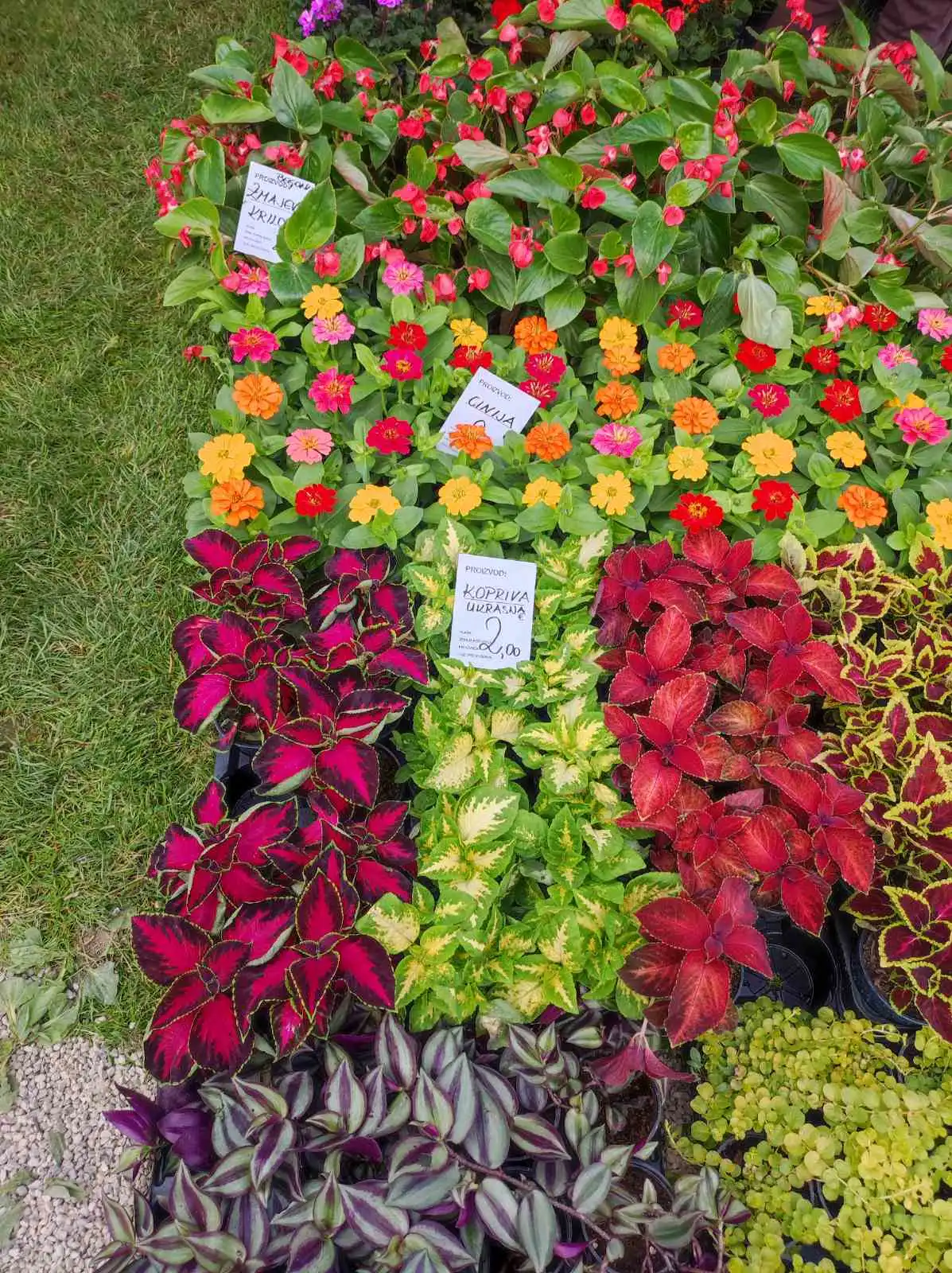 sajam cvijeća, prelog, 2024 (1) sajam cvijeća, prelog, 2024 (1)