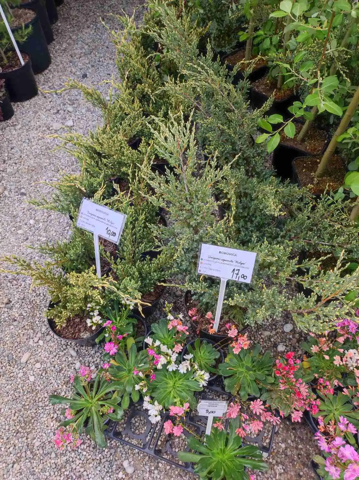 sajam cvijeća, prelog, 2024 (10) sajam cvijeća, prelog, 2024 (10)