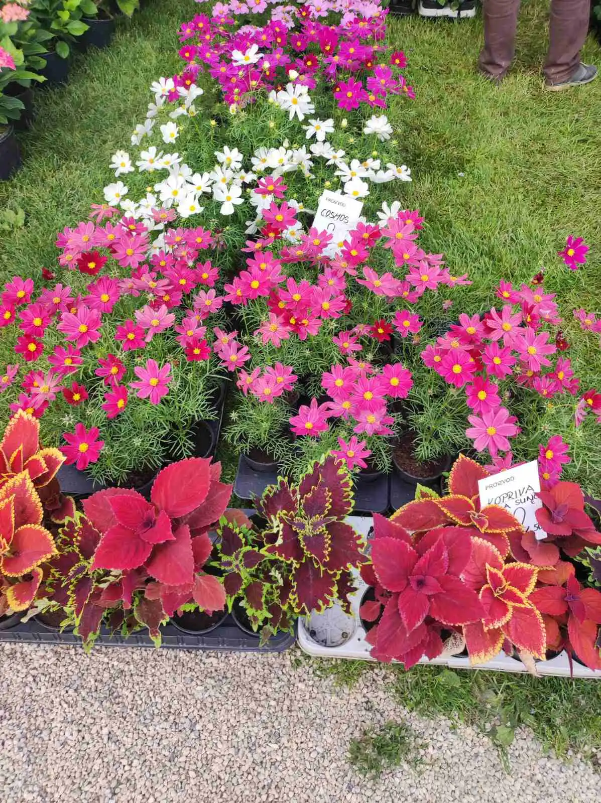 sajam cvijeća, prelog, 2024 (11) sajam cvijeća, prelog, 2024 (11)
