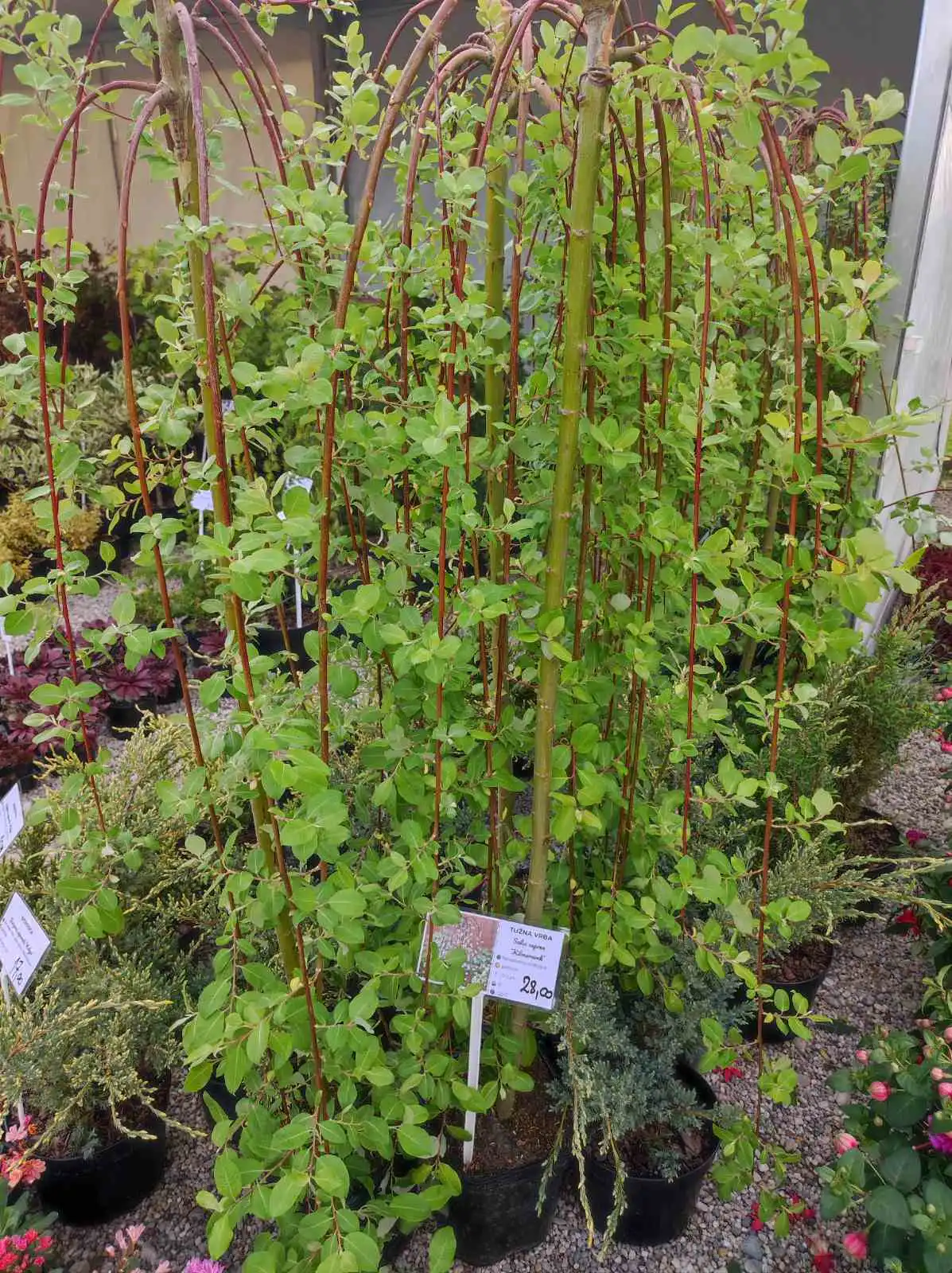 sajam cvijeća, prelog, 2024 (12) sajam cvijeća, prelog, 2024 (12)