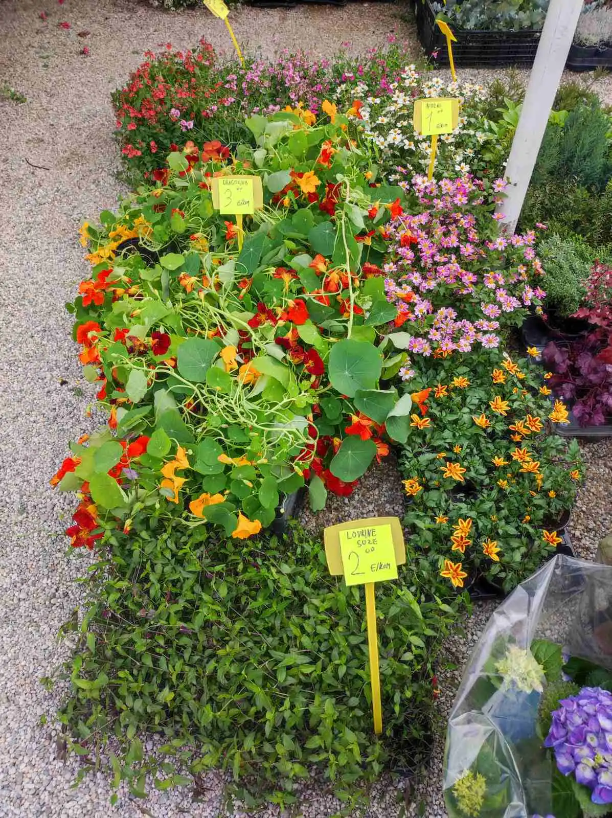 sajam cvijeća, prelog, 2024 (13) sajam cvijeća, prelog, 2024 (13)