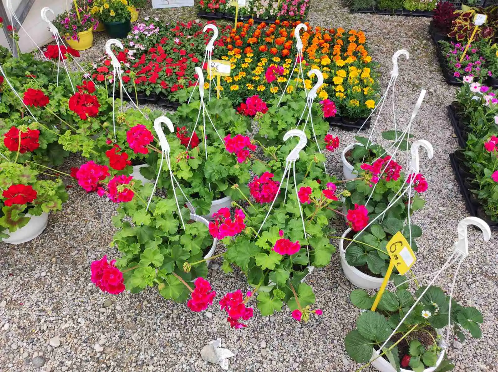 sajam cvijeća, prelog, 2024 (16) sajam cvijeća, prelog, 2024 (16)