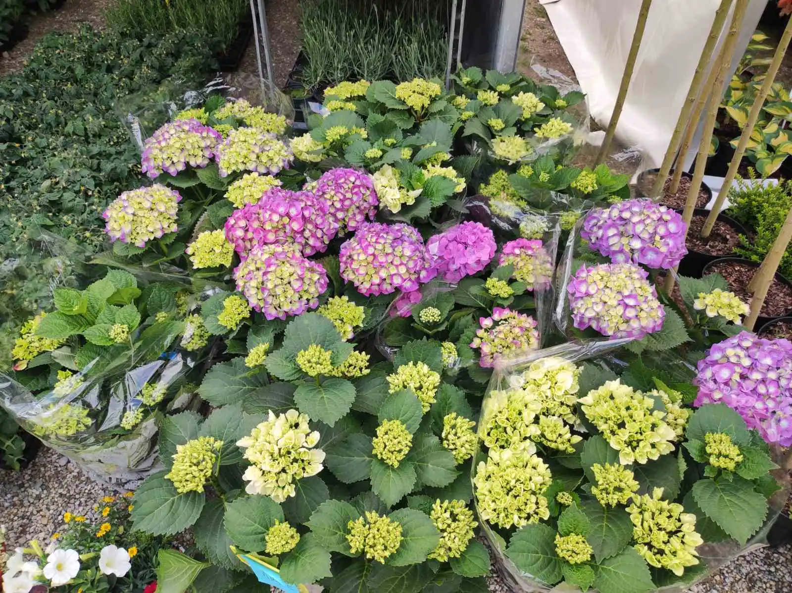 sajam cvijeća, prelog, 2024 (17) sajam cvijeća, prelog, 2024 (17)