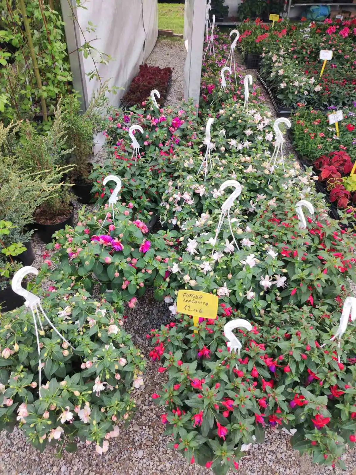 sajam cvijeća, prelog, 2024 (18) sajam cvijeća, prelog, 2024 (18)