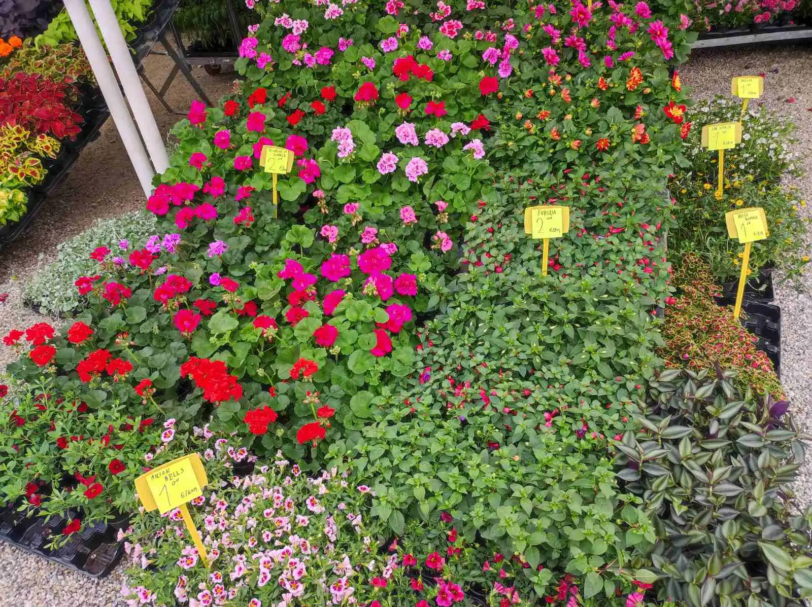 sajam cvijeća, prelog, 2024 (19) sajam cvijeća, prelog, 2024 (19)