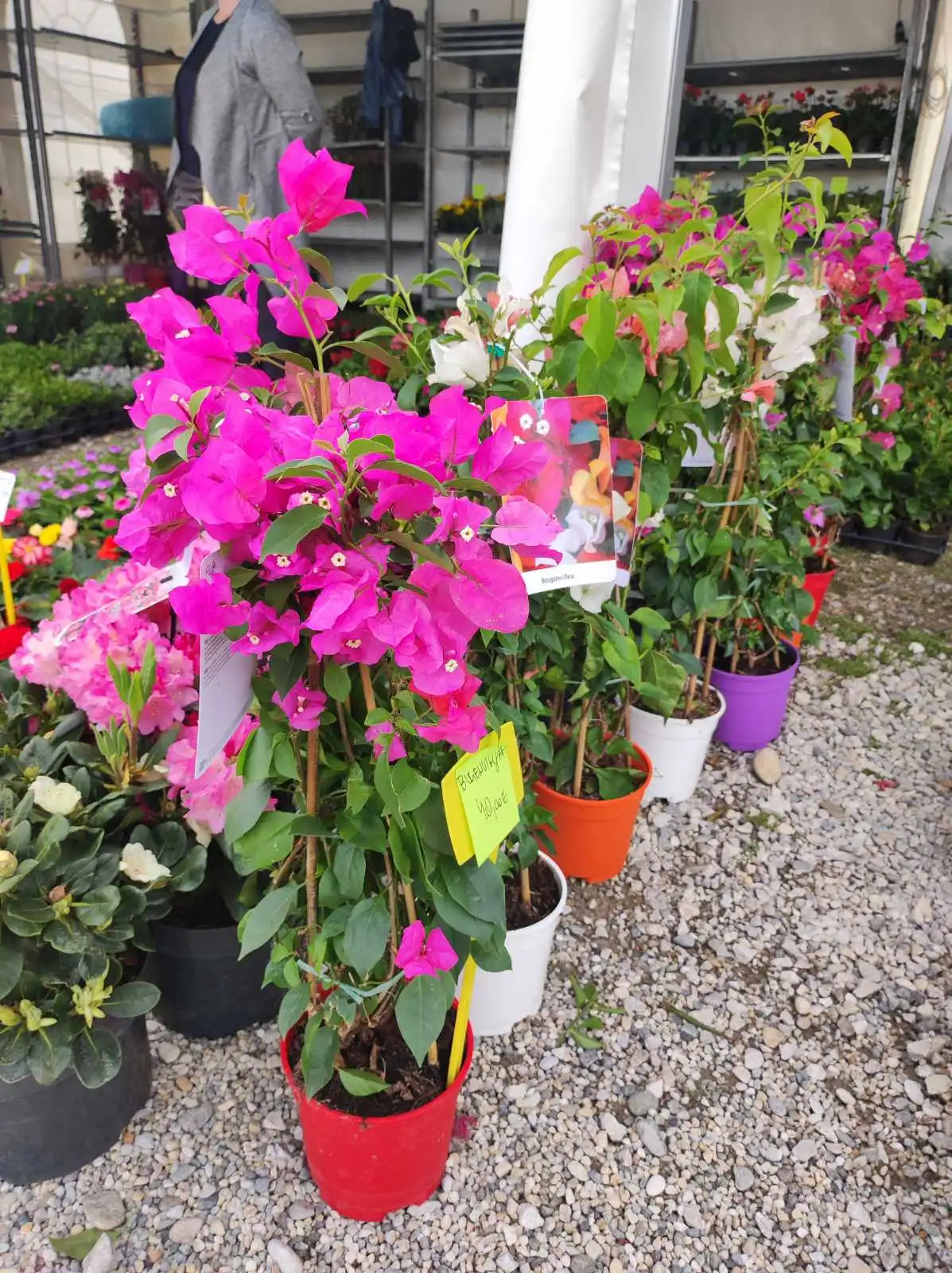 sajam cvijeća, prelog, 2024 (20) sajam cvijeća, prelog, 2024 (20)