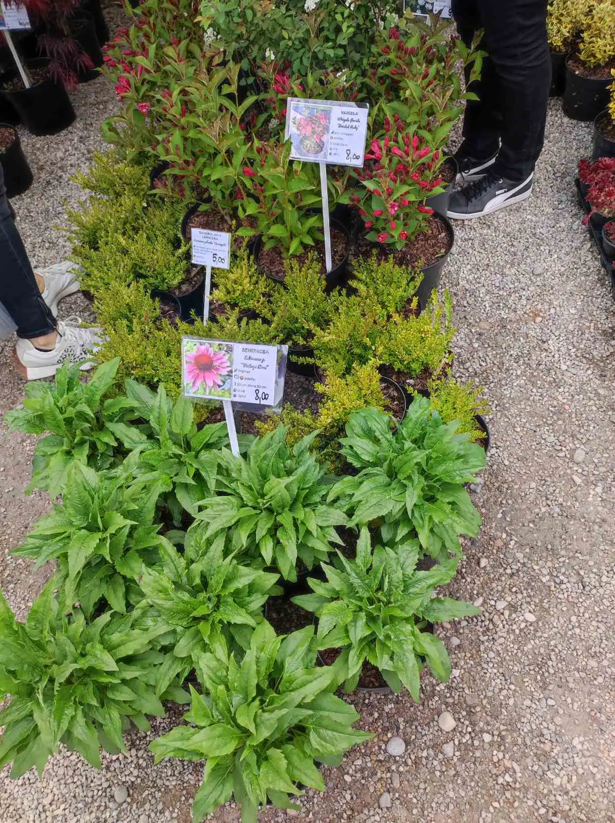 sajam cvijeća, prelog, 2024 (22) sajam cvijeća, prelog, 2024 (22)