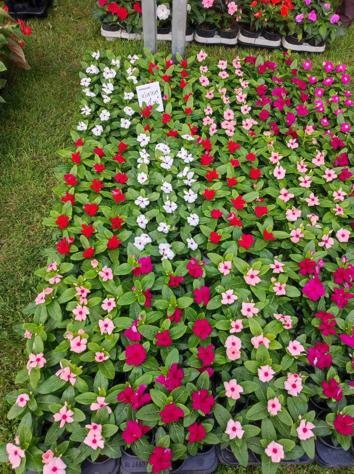 sajam cvijeća, prelog, 2024 (4) sajam cvijeća, prelog, 2024 (4)