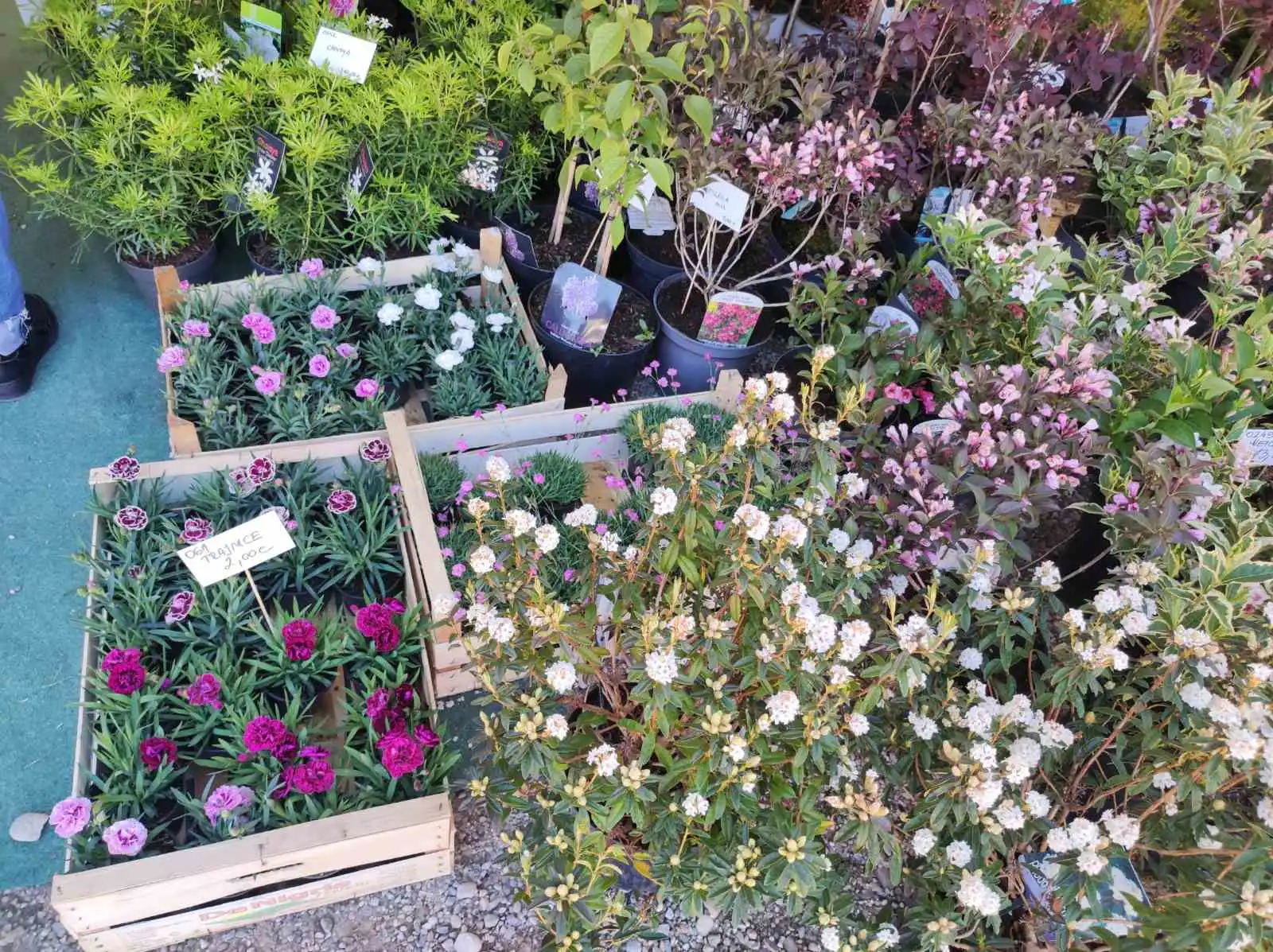 sajam cvijeća, prelog, 2024 (8) sajam cvijeća, prelog, 2024 (8)