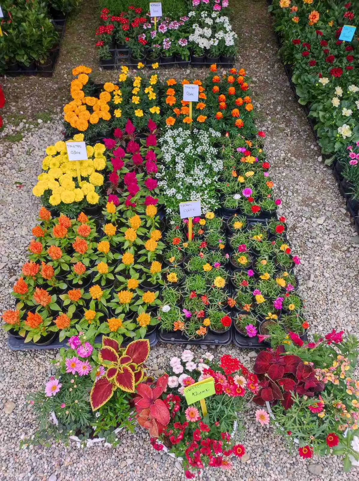 sajam cvijeća, prelog, 2024 (9) sajam cvijeća, prelog, 2024 (9)