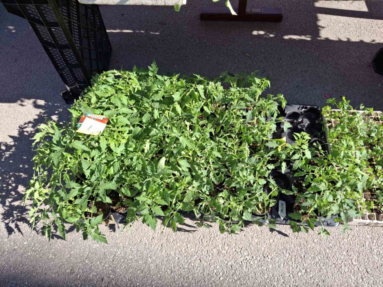 sajam prelog, 19.4.2025 (12) sajam prelog, 19.4.2025 (12)