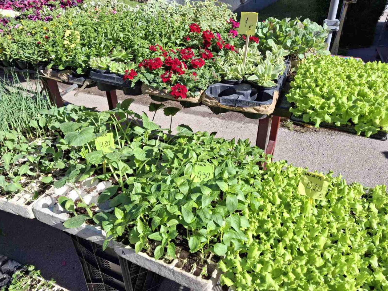 sajam prelog, 19.4.2025 (15) sajam prelog, 19.4.2025 (15)