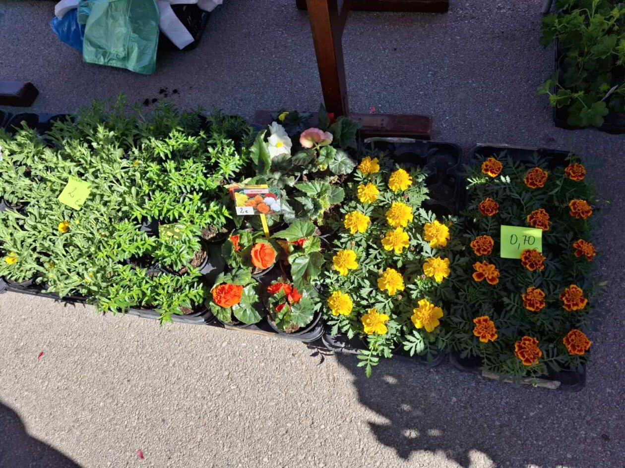 sajam prelog, 19.4.2025 (3) sajam prelog, 19.4.2025 (3)