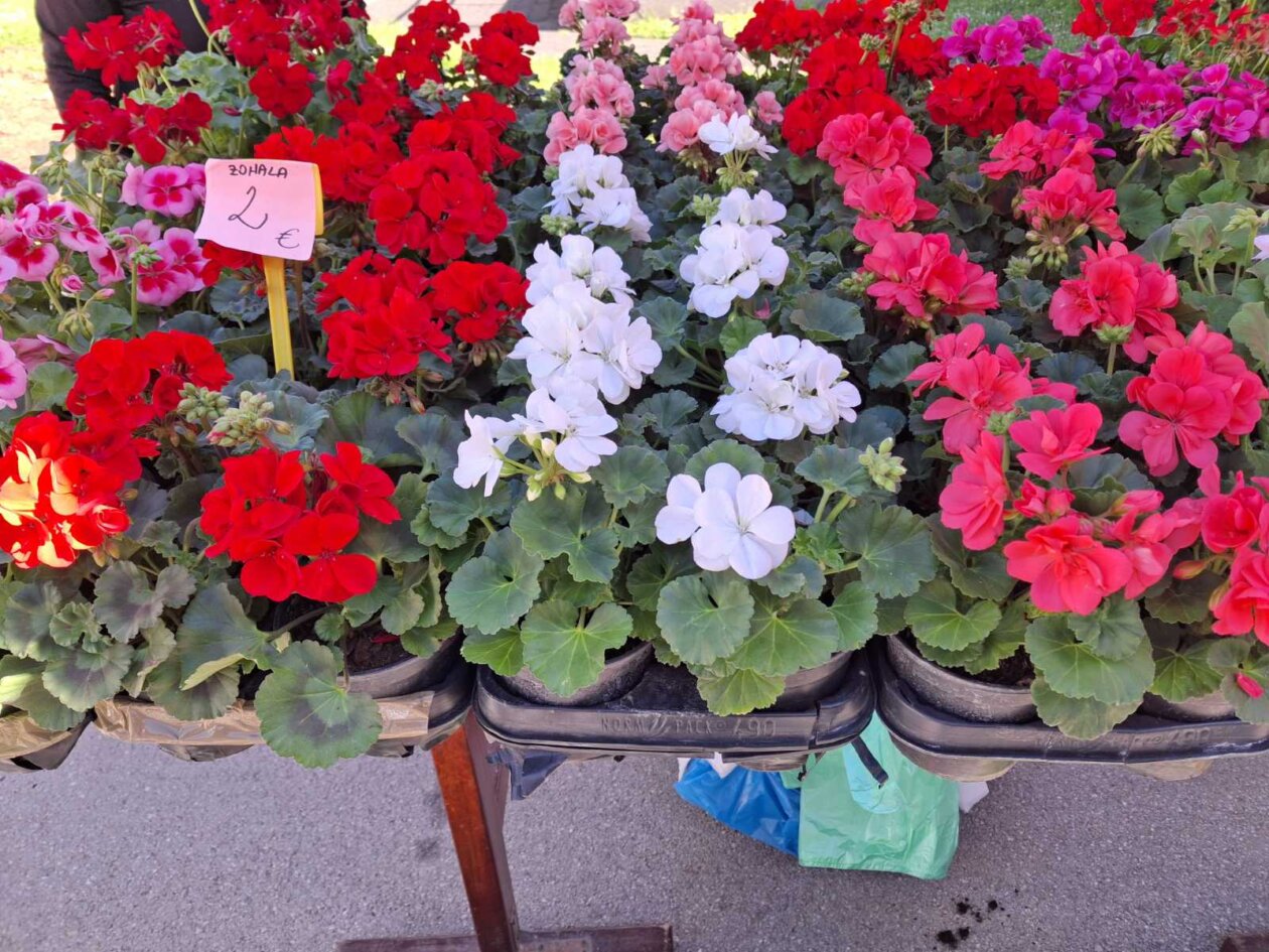 sajam prelog, 19.4.2025 (30) sajam prelog, 19.4.2025 (30)