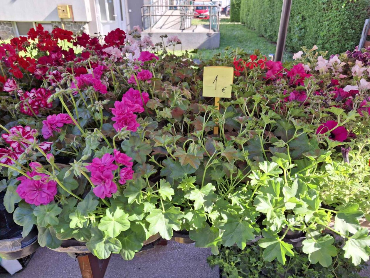 sajam prelog, 19.4.2025 (5) sajam prelog, 19.4.2025 (5)