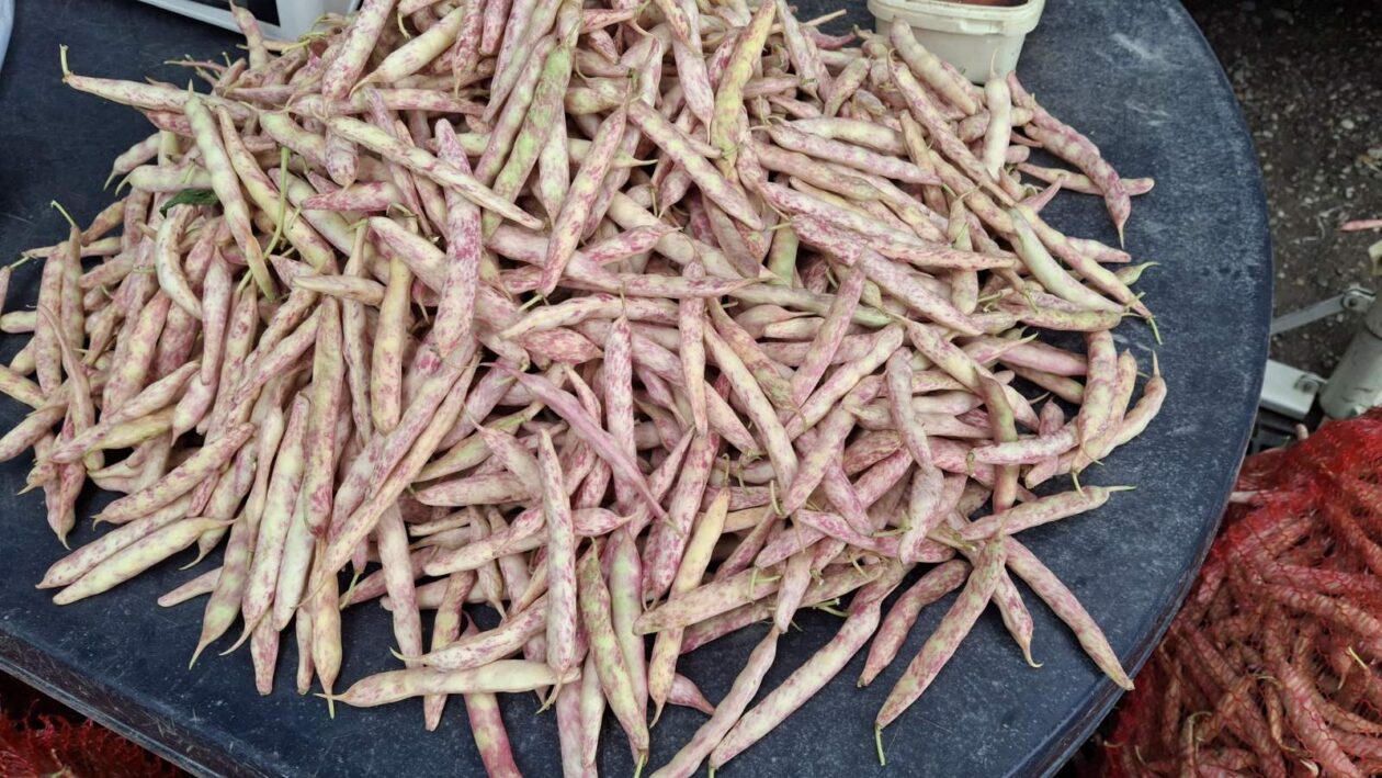 sajam srijedom 16.07.2025 (42)