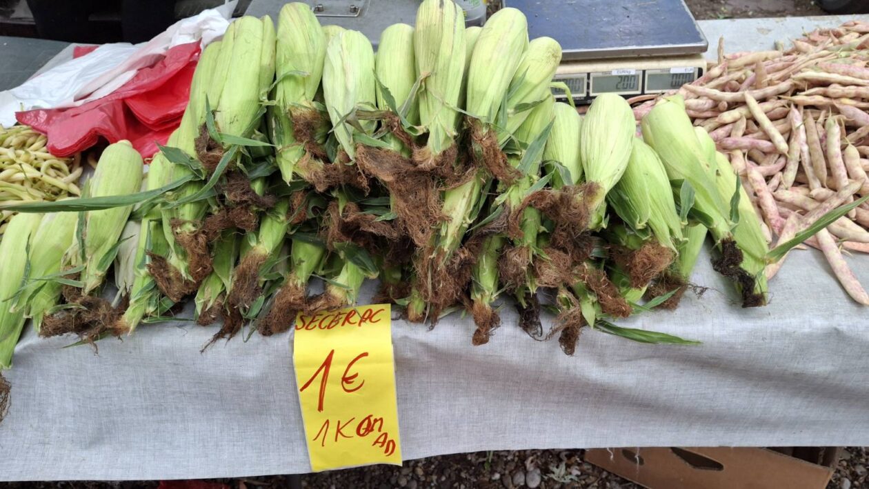 sajam srijedom 16.07.2025 (45)