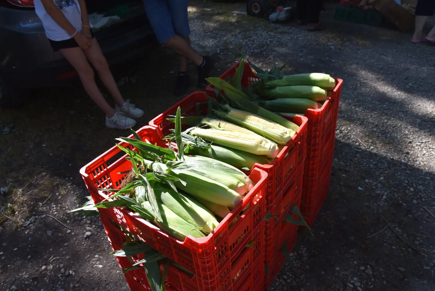 sajam srijedom 17.7.2024 (17)