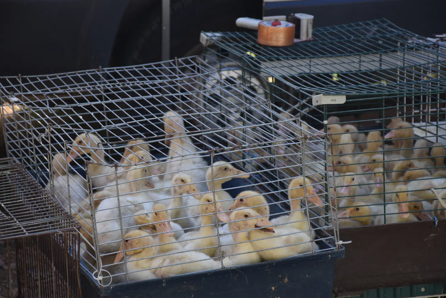 sajam srijedom 17.7.2024 (55)