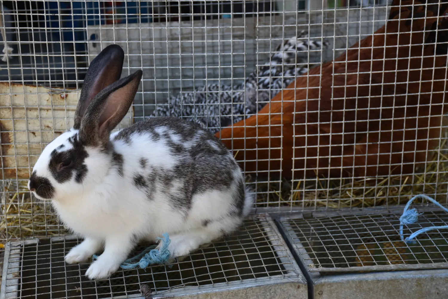 sajam srijedom 17.7.2024 (57)