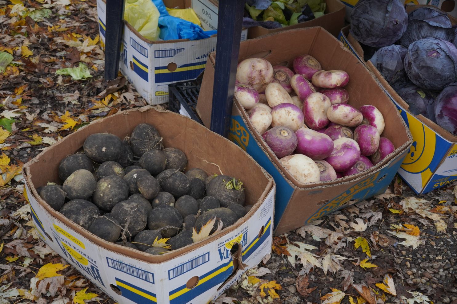 sajam srijedom 19.11.2025 (17)