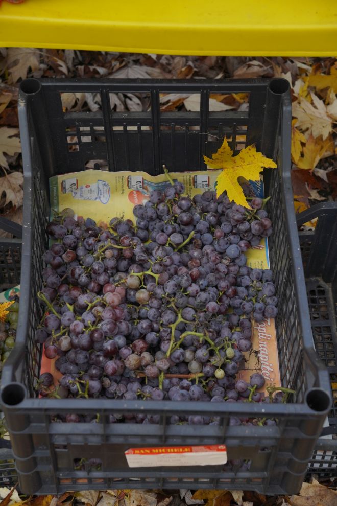 sajam srijedom 19.11.2025 (25)