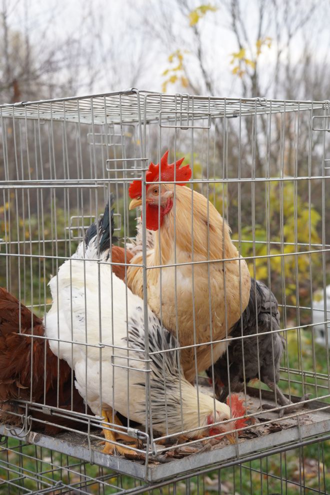 sajam srijedom 19.11.2025 (44)