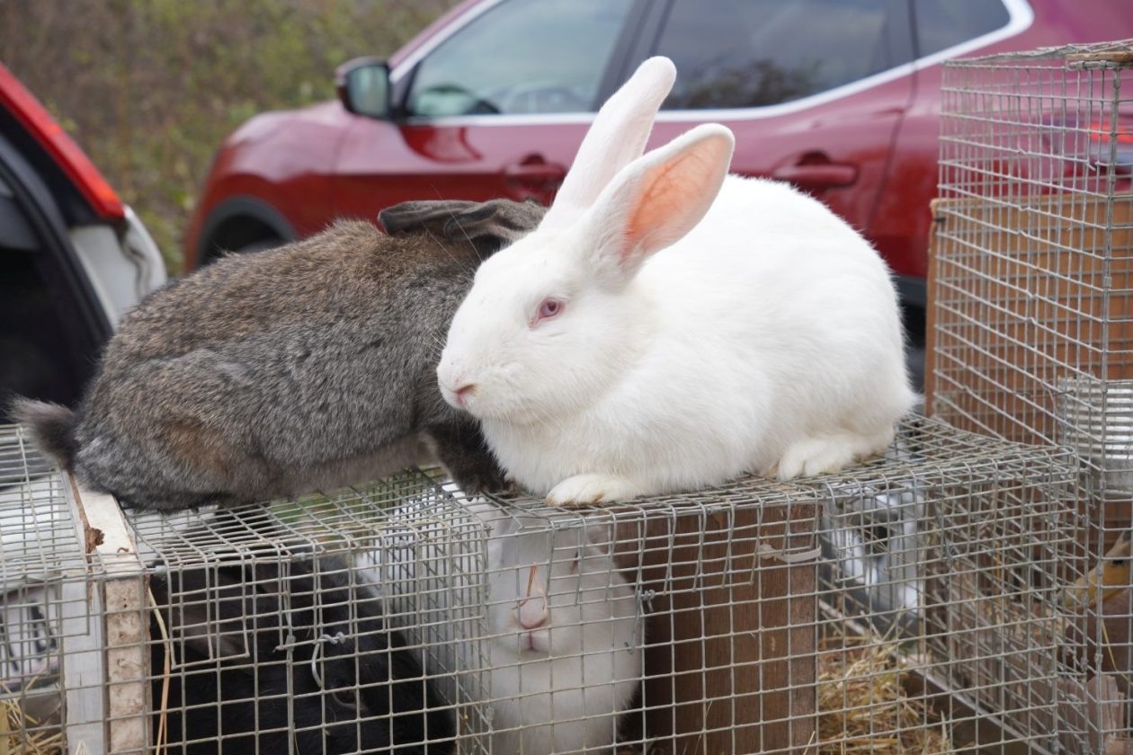 sajam srijedom 19.11.2025 (45)