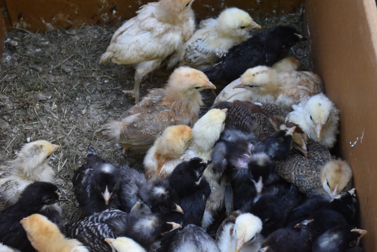 sajam srijedom 22 svibnja (28) sajam srijedom 22 svibnja (28)