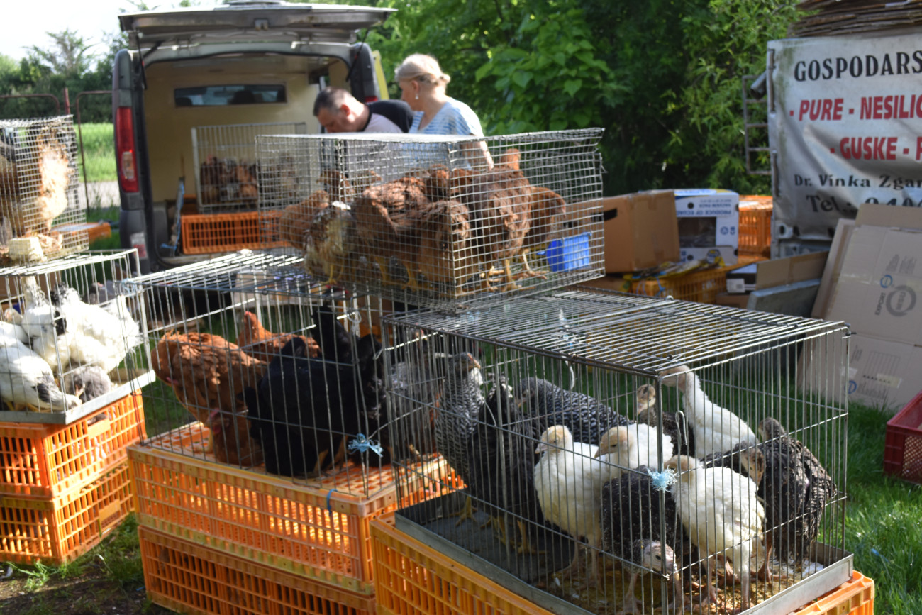 sajam srijedom 22 svibnja (30) sajam srijedom 22 svibnja (30)