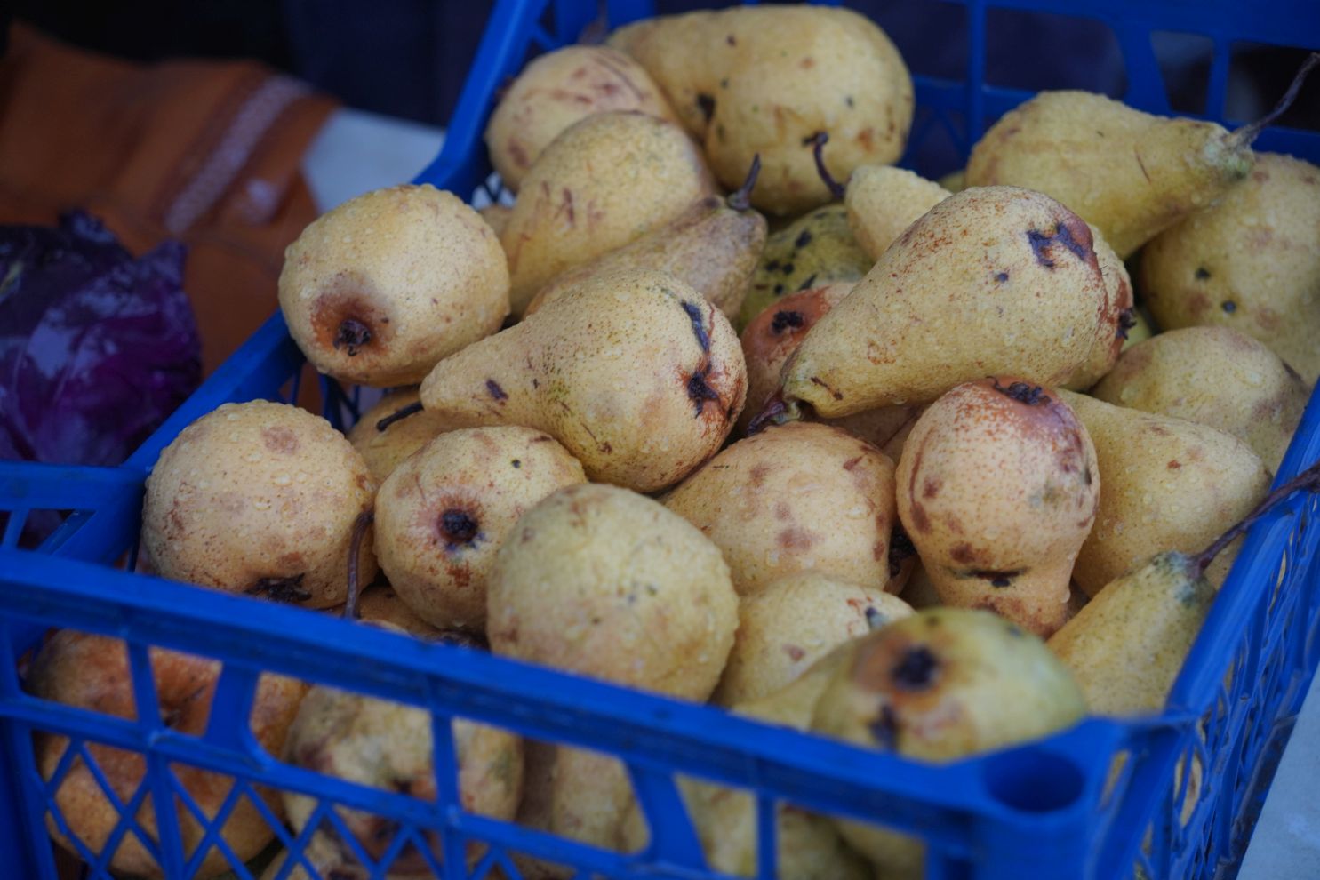 sajam srijedom 24.12.2025 (18)