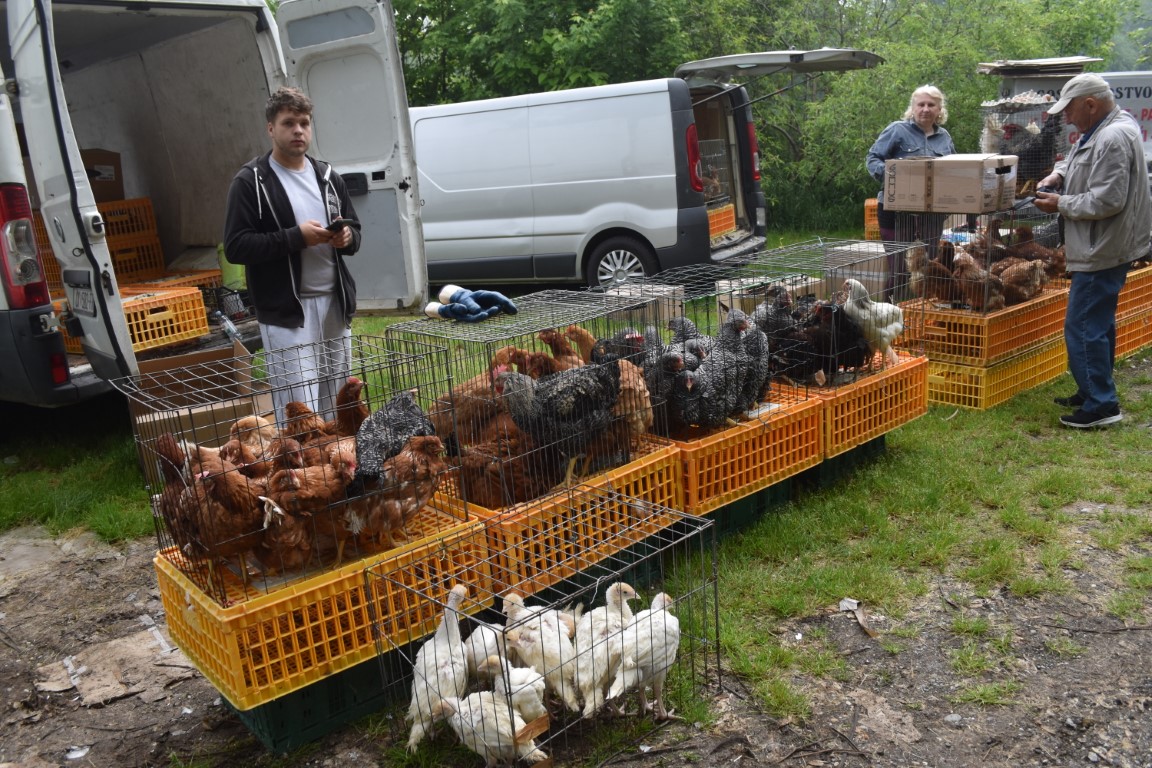 sajam srijedom (24) sajam srijedom (24)