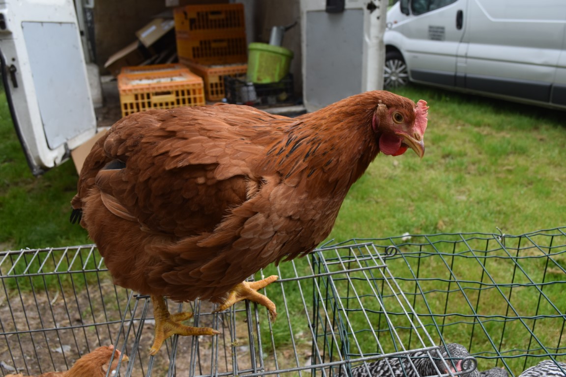 sajam srijedom (26) sajam srijedom (26)