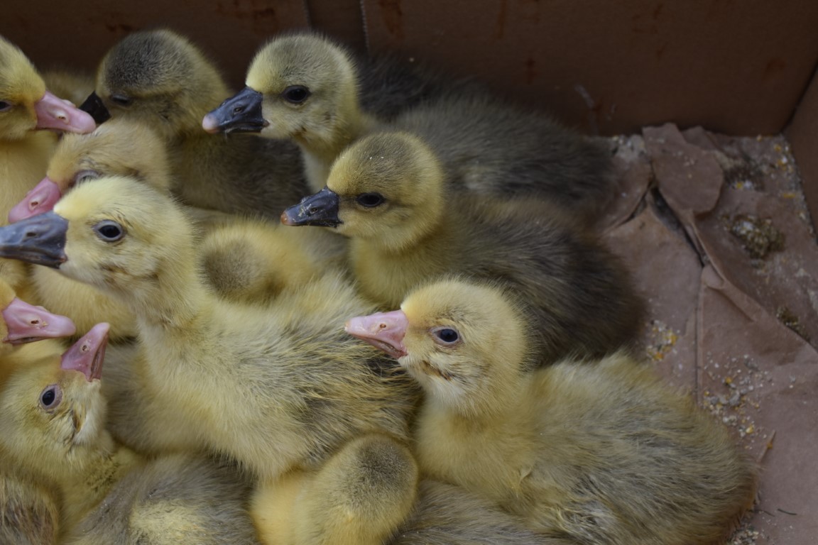 sajam srijedom (28) sajam srijedom (28)